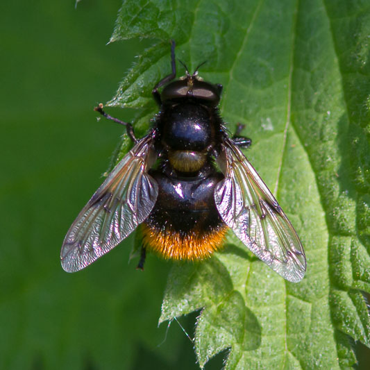 Volucella bombylans-0820.jpg